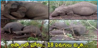 18 elephants killed in lightning strike in assam
