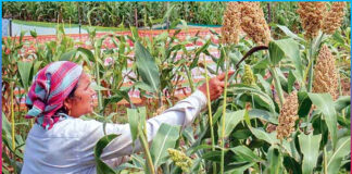 MSP for all Yasangi Sorghum crop