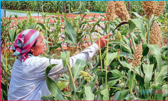 MSP for all Yasangi Sorghum crop