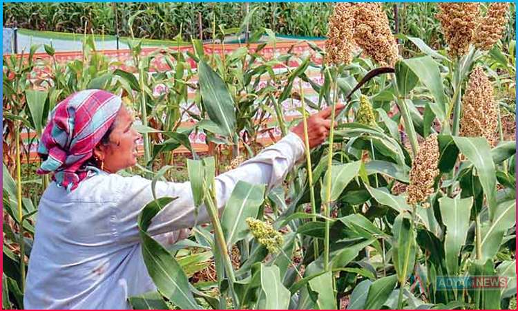 MSP for all Yasangi Sorghum crop
