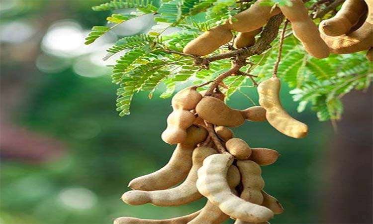 చింతపండు ప్రయోజనాలు..అస్సలు వదలరు!