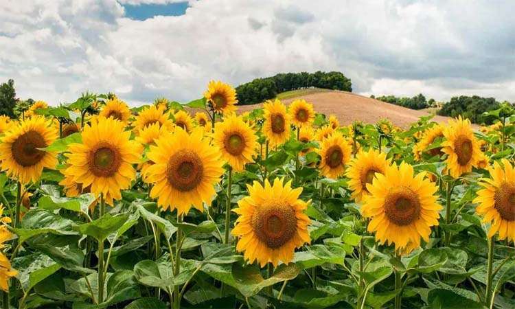 పొద్దు తిరుగుడు..అద్భుత ప్రయోజనాలు