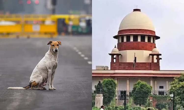 వీధి కుక్కల దాడి..సుప్రీం కీలక ఆదేశాలు
