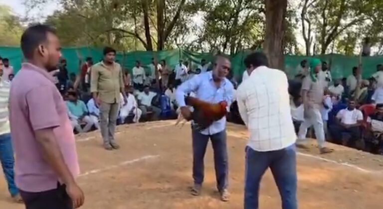 మంత్రి నియోజకవర్గంలో జోరుగా కోడి పందాలు!