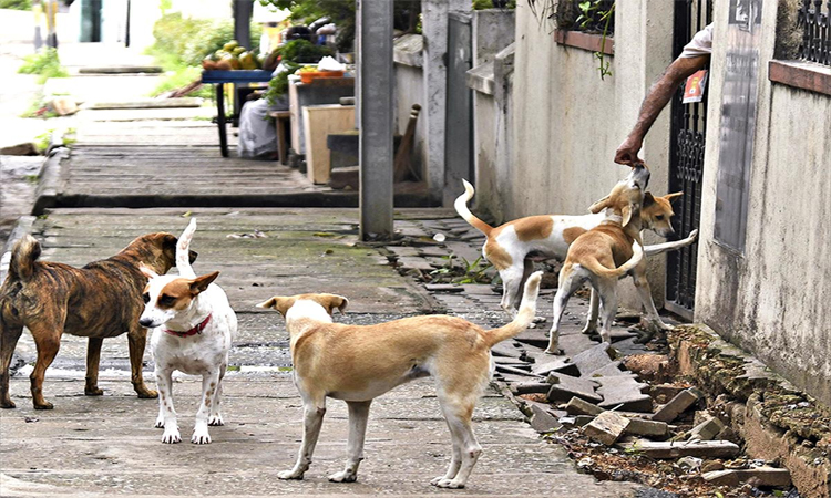 వీధి కుక్కల దాడి..ఐదుగురికి గాయాలు!