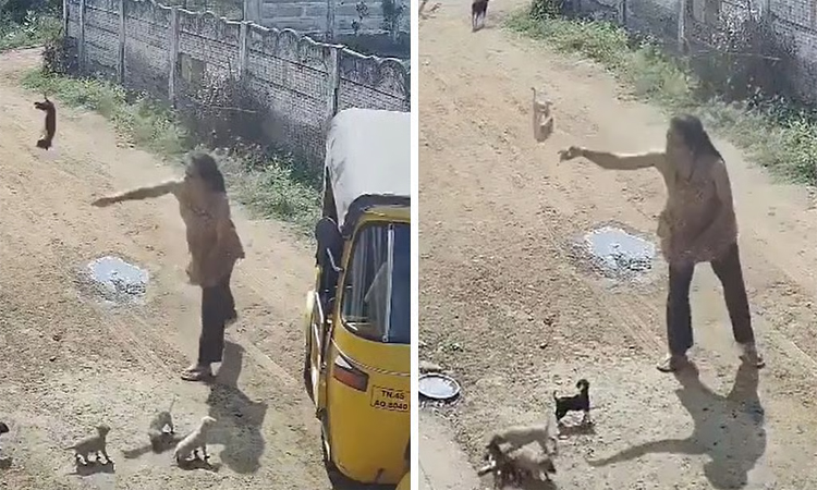 క్రూరత్వం..కుక్కలను గొడకు కొట్టి చంపేసింది!
