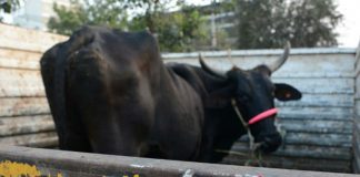 Jammu and Kashmir Cops Arrested Three Men For Transporting Cattle Illegally