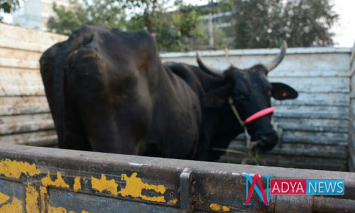 Jammu and Kashmir Cops Arrested Three Men For Transporting Cattle Illegally