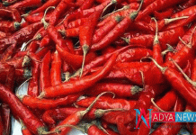 Chilli Has Many Medicinal Value In Treating lung cancer : Recent Research