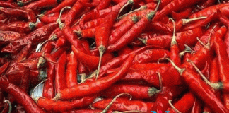 Chilli Has Many Medicinal Value In Treating lung cancer : Recent Research