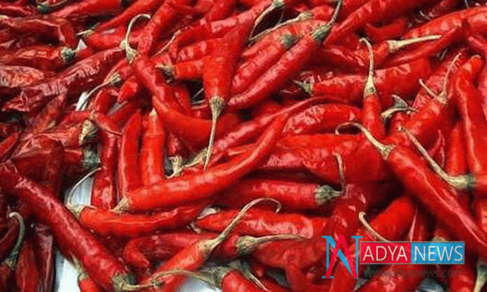 Chilli Has Many Medicinal Value In Treating lung cancer : Recent Research