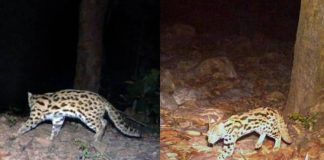 That National Park Became the Most Visiting Place For Leopards