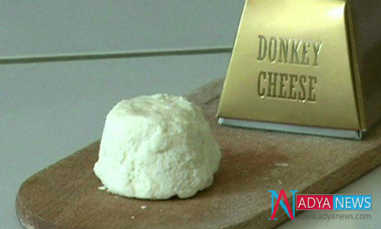 Costliest Cheese Has Been Prepared From Donkey’s Milk Over All Countries