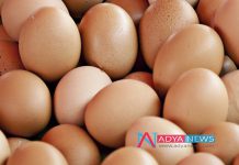 Consuming Egg Is the Best Diet To Decrease Diabetes