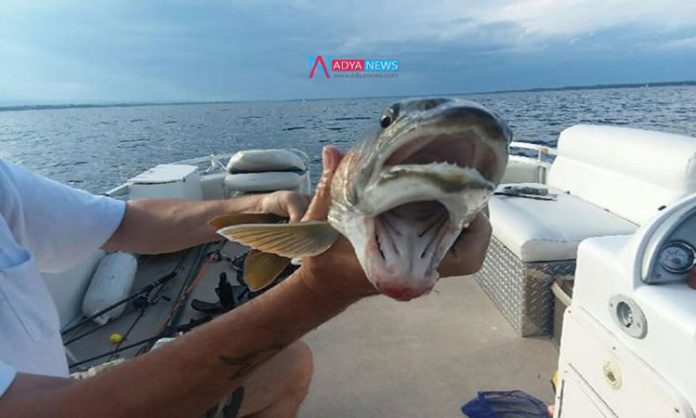 Fish With Two Mouths, Biologist, Debbie Geddes