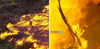 World's Largest Forest Amazon Caught With Fire