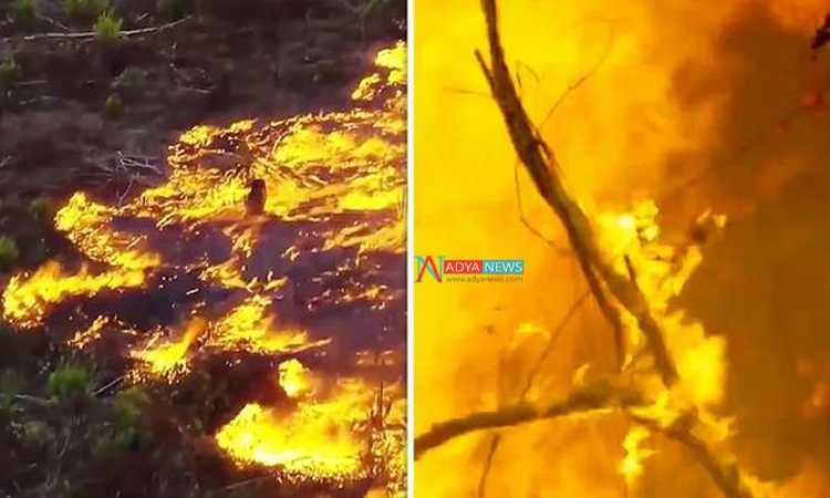 World's Largest Forest Amazon Caught With Fire