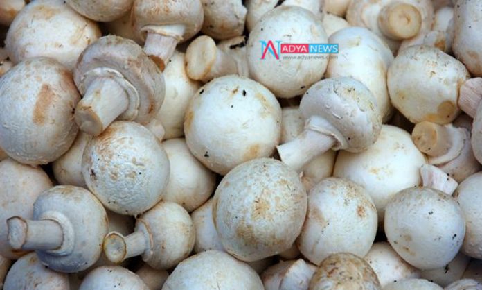 Avoid Cancer Related Problems By Eating Mushrooms Food