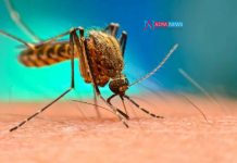 Telanagana People Deaths Continues With The Dengue And Malaria Fevers